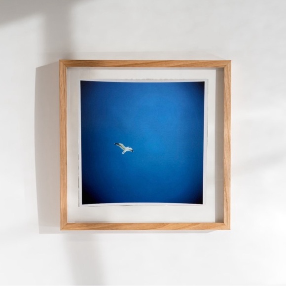 Artisan Other - Seagull Bird Art Print Original Photography Professional Prints Decor